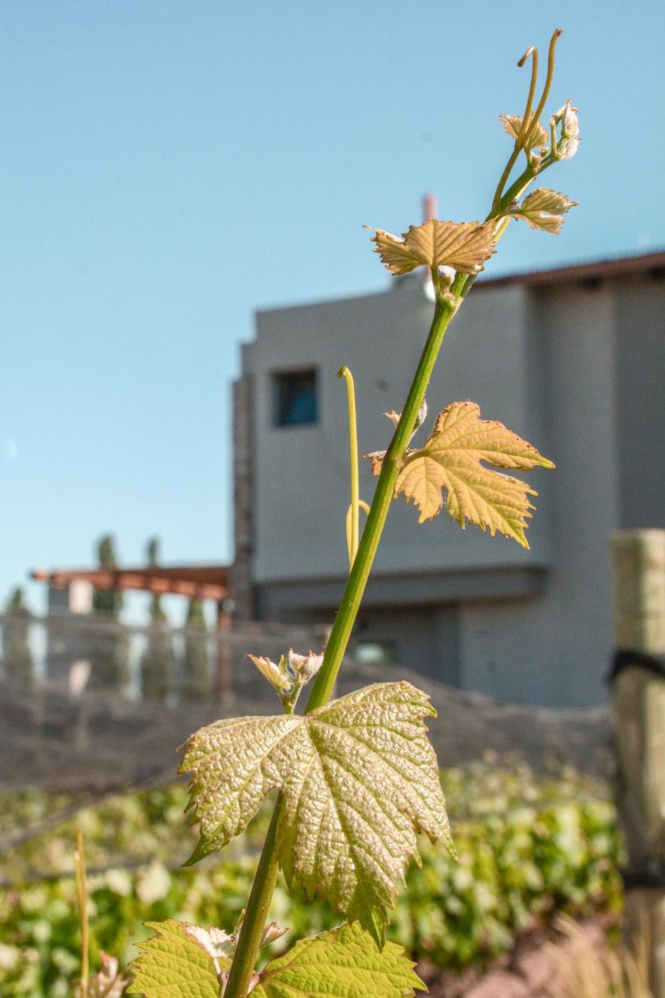 Agrelo Vines Lodge Kültér fotó